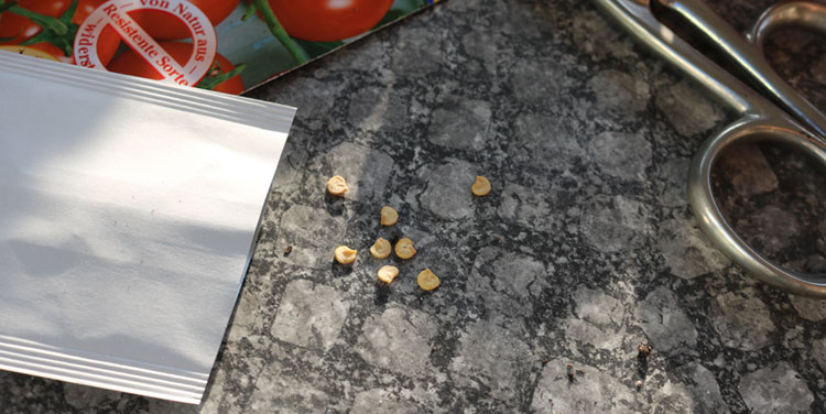 Öffnen Sie vorsichtig das Briefchen mit den Samen. Chili Samen