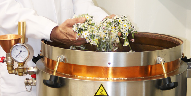Die Gänseblümchen für das Inizio Hydrolat werden in Österreich handgesammelt, verlesen und destilliert. Alle Hydrolate sind frei von Alkohol und künstlichen Stoffen. Inizio Gänseblümchen Hydrolat