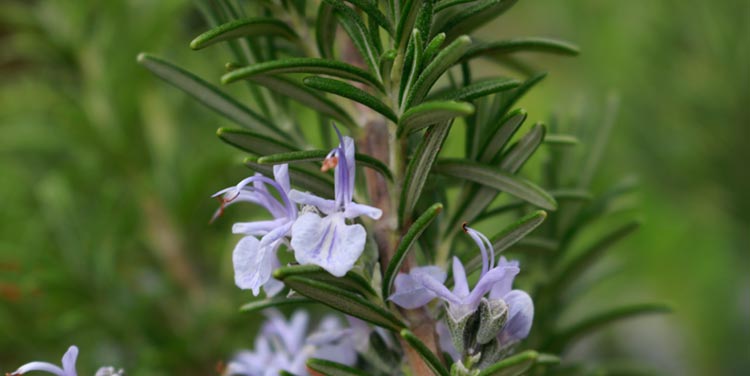 Wie wirkt Rosmarin eigentlich? Rosmarin Blüte
