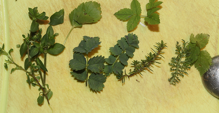 Hühnerbrust mit Wildkräuter