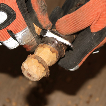 Holzpilz