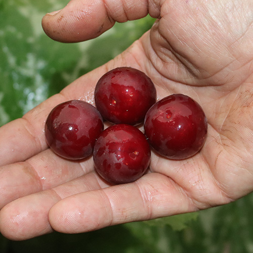 Tolles Obst: die Kirschpflaumen! Kirschpflaumen alte Obstbaumsorten