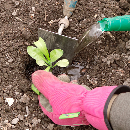 Blumen und Setzlinge richtig einpflanzen Gartentipp