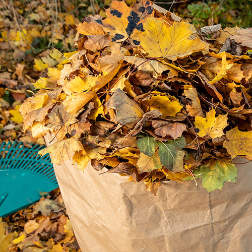 Wohin mit dem vielen Herbstlaub? Slowflower was tun mit dem anfallenden Herbstlaub