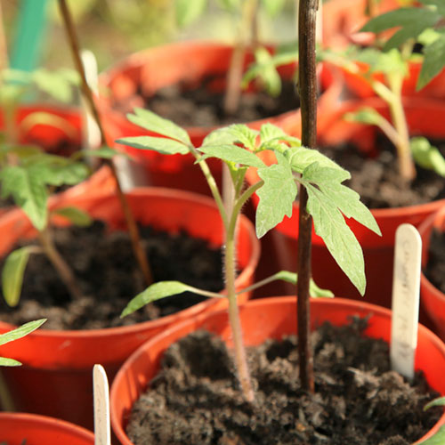 Tomatenanzucht Balkongarten Hobbygarten Tomaten Tipp