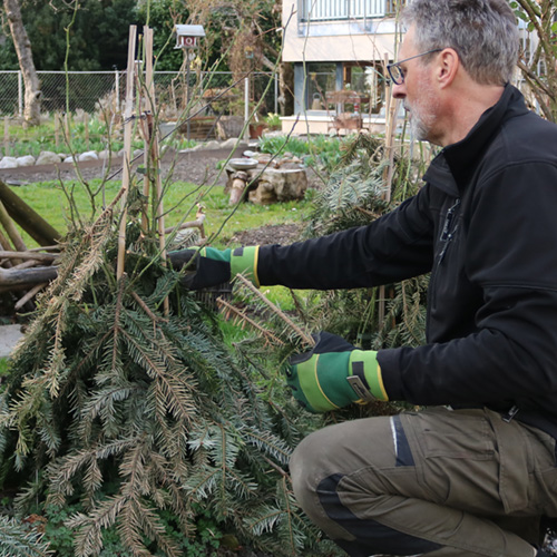 Rosen winterfest und frühlingsfit machen