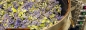 Preview: Carpet bugle destillation