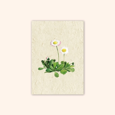 Inizio Postkarte Gänseblümchen A6