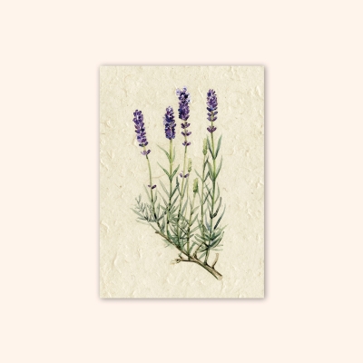 Inizio Postkarte Lavendel A6