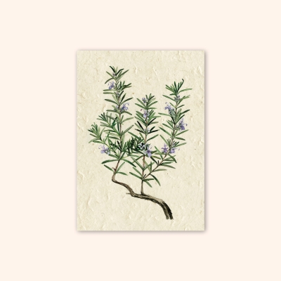 Inizio Postkarte Rosmarin A6