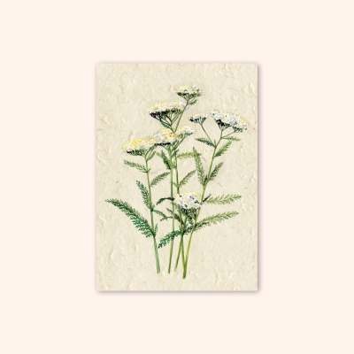 Inizio Postkarte Schafgarbe A6