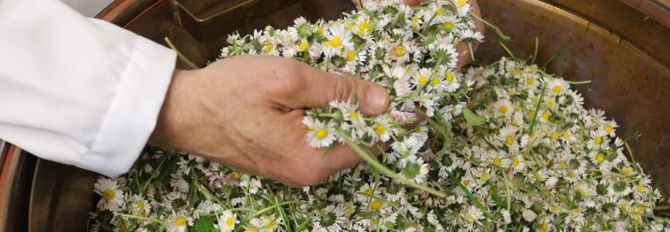 Gänseblümchen Inizio Destillation