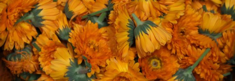 Marigold inizio destillation