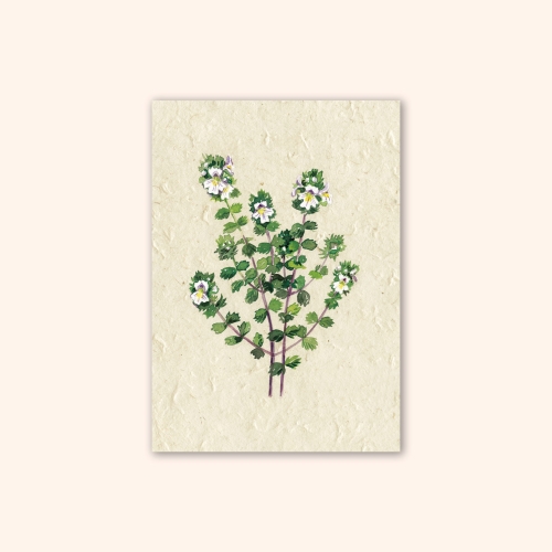 Inizio Postkarte Augentrost A6