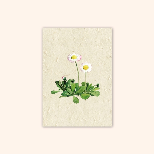 Inizio Postkarte Gänseblümchen A6