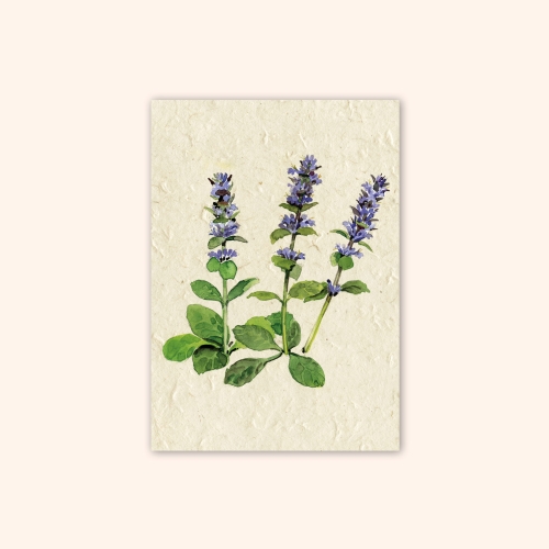 Inizio Postkarte Kriechender Günsel A6