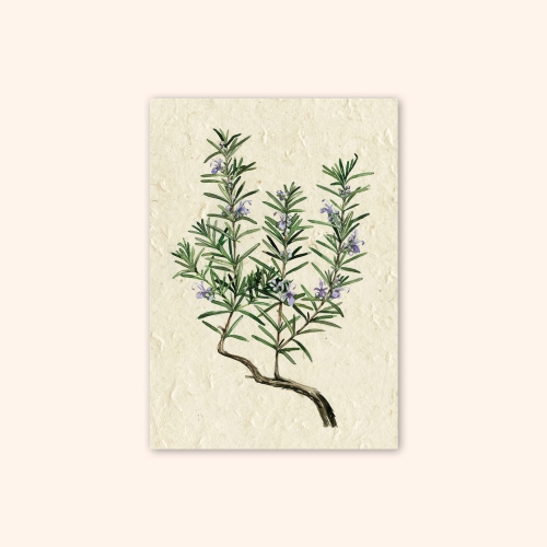 Inizio Postkarte Rosmarin A6