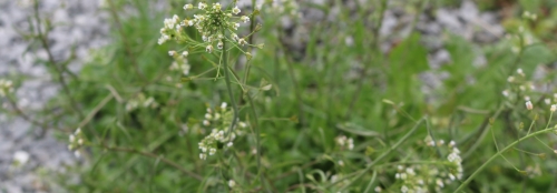 Gewöhnliches Hirtentäschel Ernte