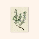 Inizio Postkarte Rosmarin A6